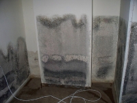 Mold Remediation