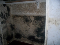 Mold Remediation